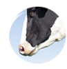 Hospodářská zvířata