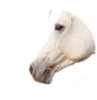 Koně